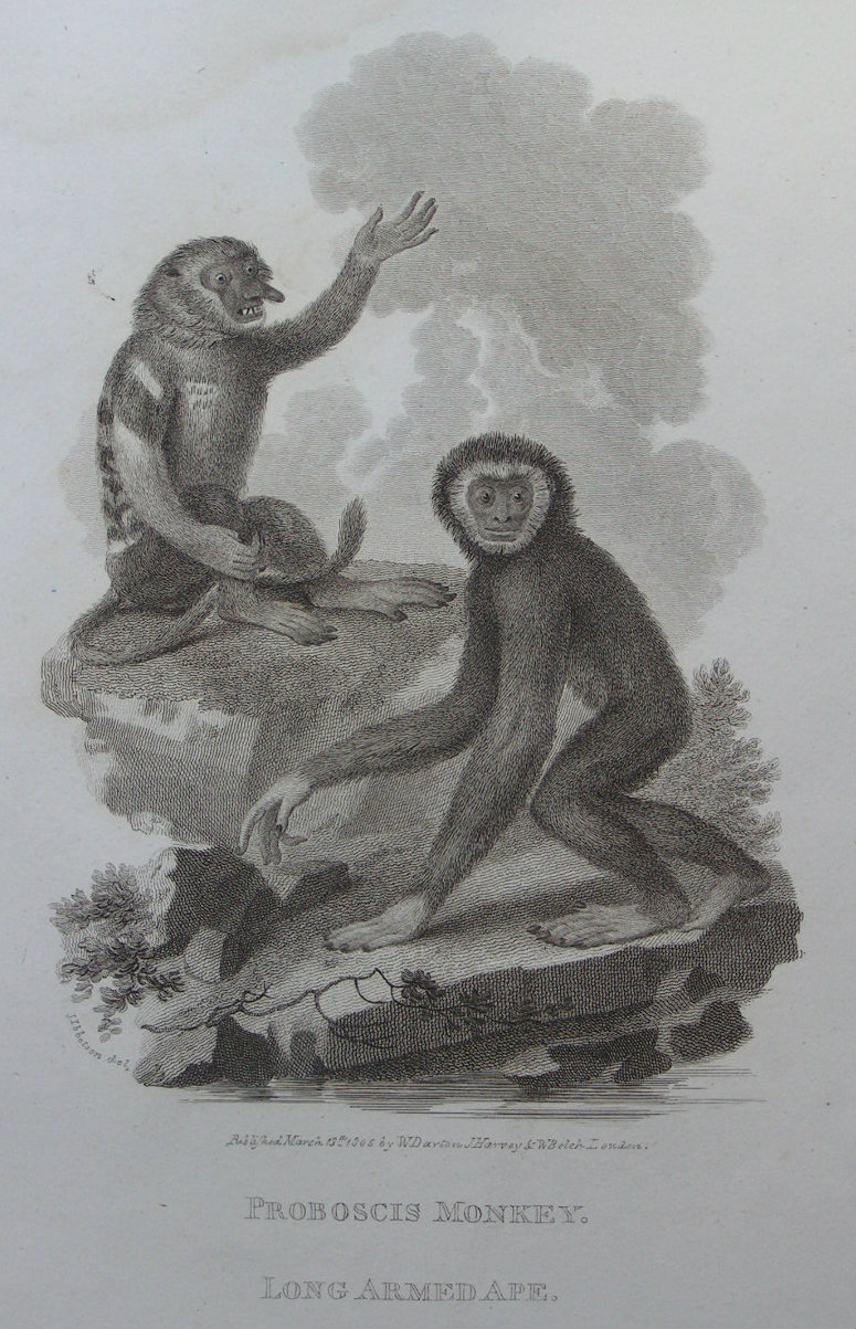 Print - Proboscis Monkey. Long Armed Ape - Tookey